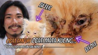 OBAT MATA BAYI KUCING Di Jamin 100% Ampuh ! Tanpa Biaya.