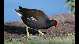 Утро камышницы (Болотная курочка). Marsh hen