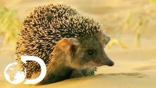 Cute But Vicious Hedgehog Attacks A Deadly Viper | Wildest Middle East