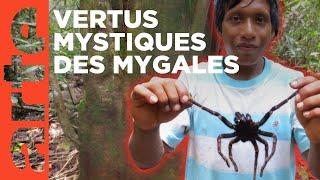 Venezuela, chasseurs de mygales | GEO Reportage | ARTE