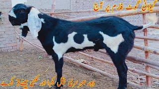 gillani goat farm per Aaj pure ambarsari beetal bakra aur Makhi cheene3 Bakre dekhiae