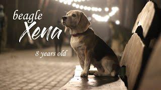 Happy Birthday ~ beagle Xena 8 years old ~ tricks and moments