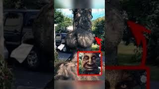 Wise Mystical Tree Meme | BEST MEMES COMPILATION 