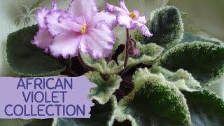 AFRICAN VIOLETS | SAINTPAULIA COLLECTION