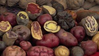 Recovering native potatoes (summary)
