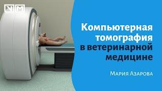 Компьютерная томография в ветеринарной медицине