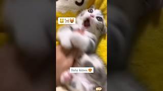 #cat #cats #catlover #catvideos #kitten #babycat #cute #cutecat #shorts #кот #youtube #love #animals