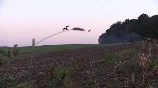 Goose hunt 2018