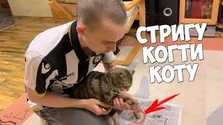 КАК ПОДСТРИЧЬ КОГТИ КОТУ, ЧТОБЫ ОН НЕ ВЫРЫВАЛСЯ!