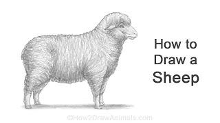 How to Draw a Sheep