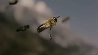 Male Bee Dies After Ejaculating While In Flight Mating With A Queen Bee