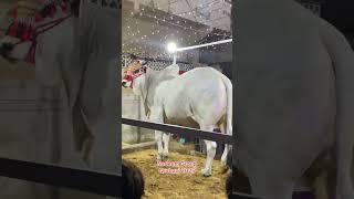 Jalal house Qurbani 2025 || Biggest sibbi bull Qurbani #viralvideo #trending #shortsvideo #sibbi #yt