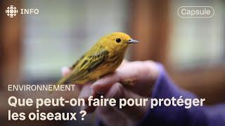 La population des oiseaux de prairies a chuté de 67 % depuis 1970