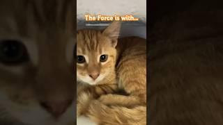 Kitten on a Croft- The Force….  #Cute Cats and Kittens #youtube shorts #Kitty #love cats