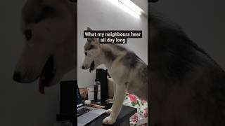 My routine with my Husky #itsahuskything #allthingshusky #husky #huskypage #huskyworldwide #husky