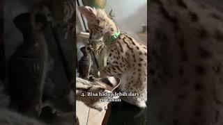 4 Fakta Kucing Serval yg Harus Km Tau 