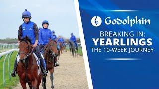 Breaking in Yearlings | The 10-week Journey