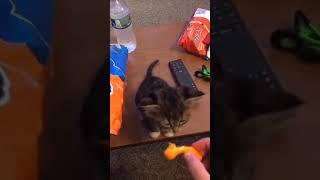 Cat eating cheese chips