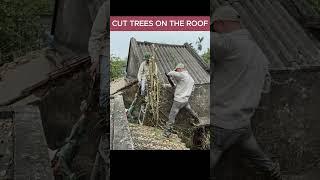 cut down trees on the roof #cuttingdown #cleanup