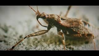 Kissing bug,   Поцелуйный клоп