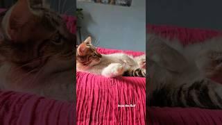 meow #cat #catlover #catshorts #catvideos #kitten #meow #subscribe #like #shortvideo #funny