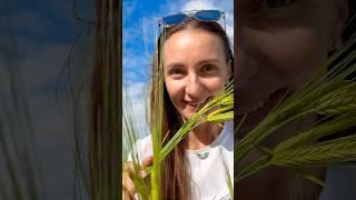 My field walk #field #walk #alone #adventure #solo #girl
