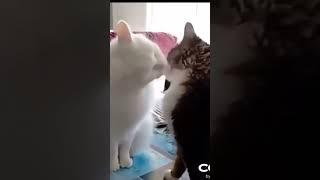 Любоф