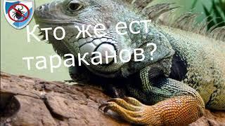 Кто же ест ТАРАКАНОВ?