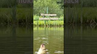 Карась клюёт через 10 секунд после заброса #карась #рыбалка #шортс #тренды #дача #пруднадаче #рыба