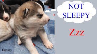 Puppy is Fighting Against Sleep  Gerberian Shepsky  German Shepherd Siberian Husky