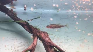 Колюшка трехиглая - three-spined stickleback (Gasterosteus aculeatus)