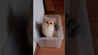 Отправь другу и ничего не говори