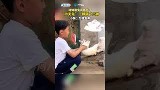 “功夫兔”一腳踢飛小狗，小狗：為我發聲#funny #shorts