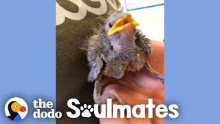 Rescued Wild Bird Loves To Imitate His Mom's Voice | The Dodo Soulmates