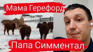 Симментал с Герефордом помесные бычки на откорм мясных пород. Продажа КРС живым весом оптом.