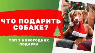 Что подарить собаке на Новый год? ТОП 3 новогодних подарка для собаки