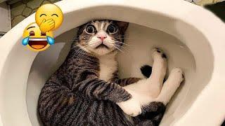  You Laugh You Lose Dogs And Cats  New Funny Animals 2024 #9