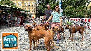 Rhodesian Ridgeback | Information für Kinder | Anna und die Haustiere