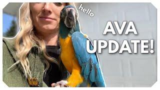 Update on Ava, the Aviary, and Life with Lots of Parrots!