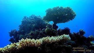 scuba diving ABU HASHEESH red sea - egypte 2018 - GOPRO 6