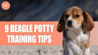 Beagle Puppy Potty Training: 9 Simple And Effective Tips