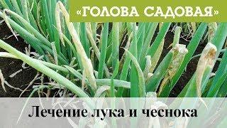 Голова садовая - Лечение лука и чеснока