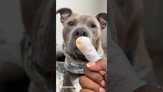 ASMR Dog Grooming Cleaning Paws, Ears & Moisturizing #viral #asmr #dogsoftiktok #pitbull #satisfying