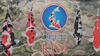 WOW CHECK OUT THESE KOI CARP! A trip to Queni Koi