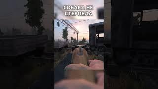 Собачка в видео не стерпела | S.T.A.L.K.E.R Беларусь #stalker