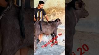 yograj ki katri | Karamveer breeding farm | #yuvraj #status #shortvideo #murrah #youtubeshorts