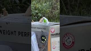 Candy gets destroyed by.22 cal #airgun #bb #nature #pelletguns #umarexairguns #pelletrifle