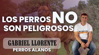 El perro de presa, alanos,peligros, mitos y como se forja un campeón de ESPAÑA Gabriel Llorente| MB4