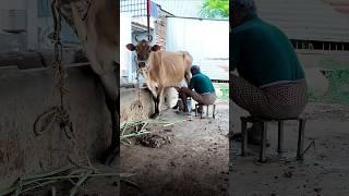 Why Milking MachineBoost Productivity Ensure Hygienic Milk Less Labor Costs Help Cow Comfort