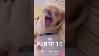 ANIMAIS ENGRAÇADOS  MEU CACHORRO COME TUDO CHECK #shorts #viral #humor